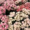 tahany_0003
