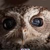 nightowl6320
