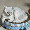 snowy_sayang