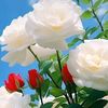 user1507811596184