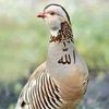 zaoor.gomazi