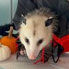 boys.drool_opossums.rule