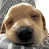 yanyanmae220