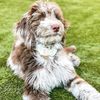 golden.doodles.fo6