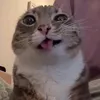 hamsterotaku87