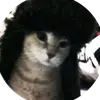 h11_xh