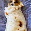 dogburito39