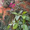 mybeautifulgarden2