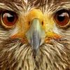 falcon.saum.hunte