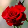 bela.flor922