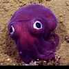 saptasatria700