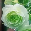 flora_147258369