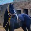 sardar.hadeeb.doga