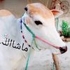 mjunaid02873