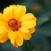 _.saphire12