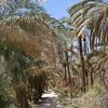 morteza.safikhani