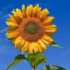 zonnebloemhorst