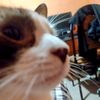 el_gatozzz