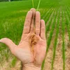 O agricultor