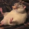hilarie_the_rat