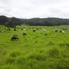 fazendas.goias
