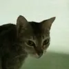 bryanpagsanghan7