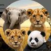 Wildlife Ai
