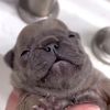 iampibble19