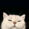 alyaa_022912