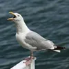 imaseagull4