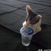 Tama15