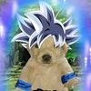 perritochiquito2
