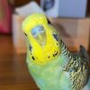 ziggy the diva budgie 😛🦜