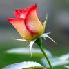 sulimankhan9801