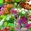 hnin.nwe033