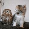 owl_house117