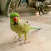 parrot.lover81