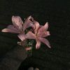 1il_x065