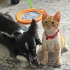 Rubi and Simba