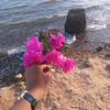 blue_berry_dq