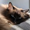 ozzy_the_ragdoll
