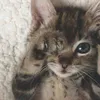 kitty.loliks