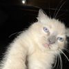 smokey.the.kitty4