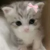 kitysmeowzz