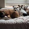 pileofpittiesandbull