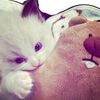 flowery_1lopyu