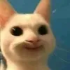 cagngaycangbua