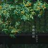 nhin.cac.gi50