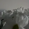 asmr daisies