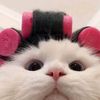 bill31lucu